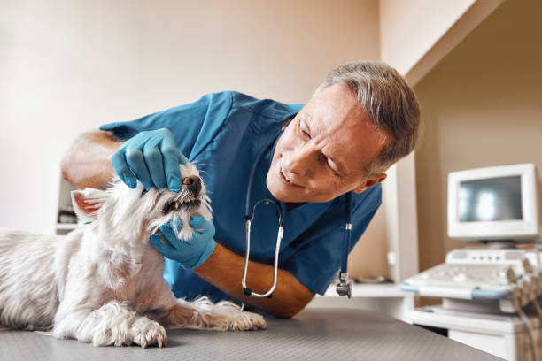 Best Emergency Dental Care for Abscessed Tooth in New Market, MD